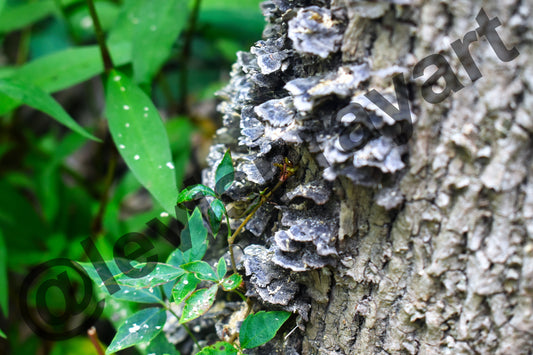 Mushrooms on a Tree Photo by Levi Spray Art