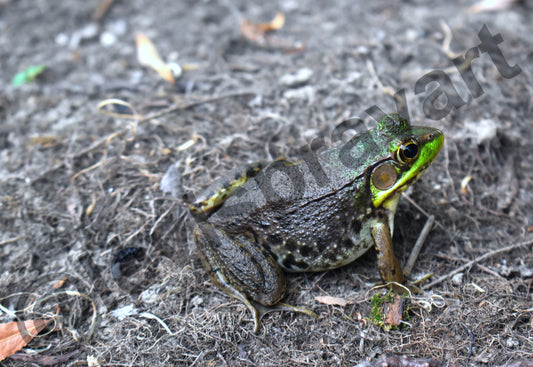 Frog Photo by Levi Spray Art